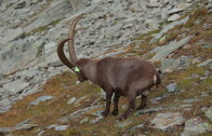 Stambecco: dal Gran Paradiso alle Alpi