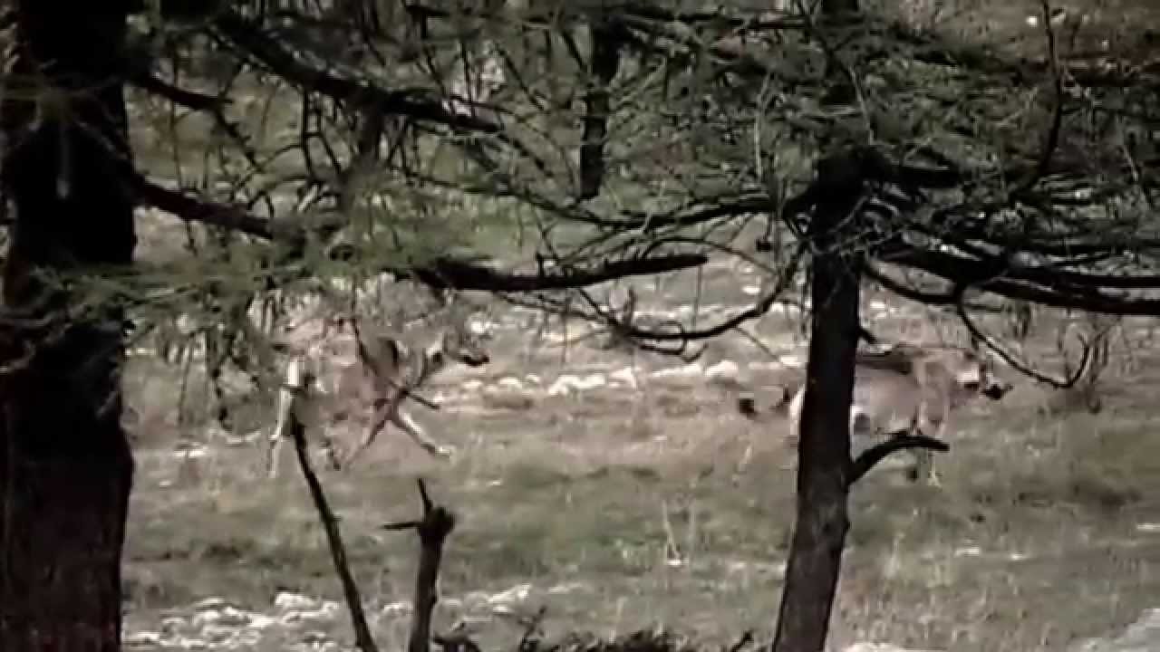 Pillole di natura: A tu per tu con il lupo