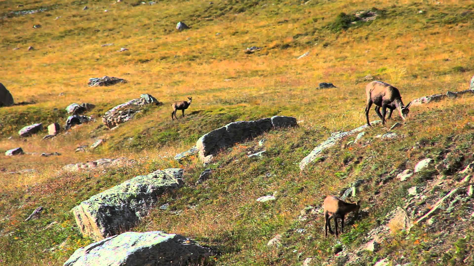 Pillole di natura: identikit del camoscio