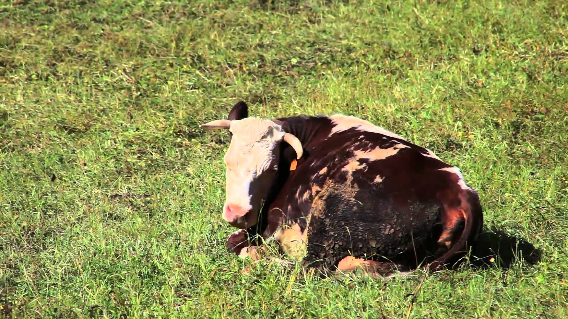 Pillole di natura: le mucche tutelano il paesaggio