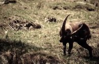 Pillole di natura: Lupo: questione di punti di vista