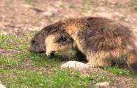 Pillole di natura: Marmotte, che passione!