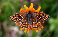 Pillole di natura: Mille e mille farfalle