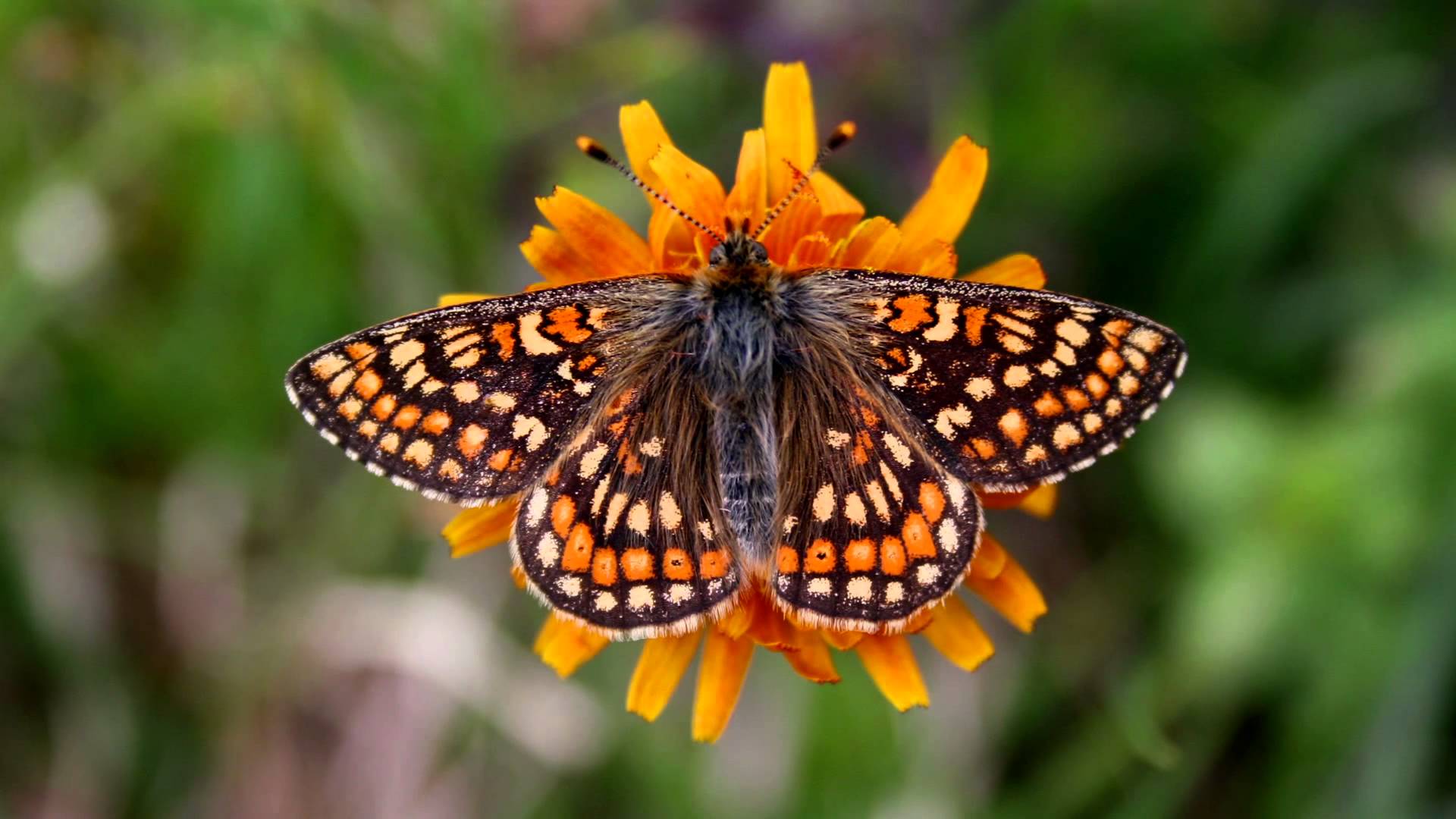 Pillole di natura: Mille e mille farfalle