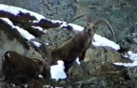 Sultano: il più prestigioso stambecco delle Alpi