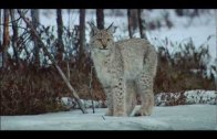 GPFF: i film selezionati dell’edizione per i 90 anni del Parco