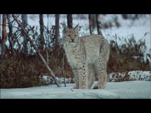 XVI Gran Paradiso International Nature Film Festival 2012