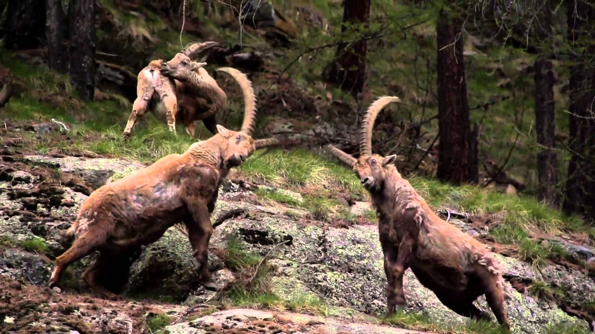 Uno sguardo sul Parco Nazionale Gran Paradiso