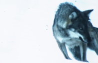 Pillole di natura: Il ritorno del lupo nel Gran Paradiso