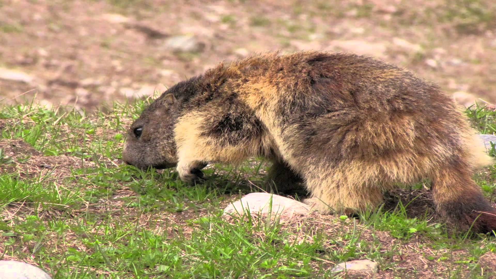 Pillole di natura: Marmotte, che passione!
