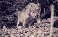 Pillole di natura: Una fame da lupi