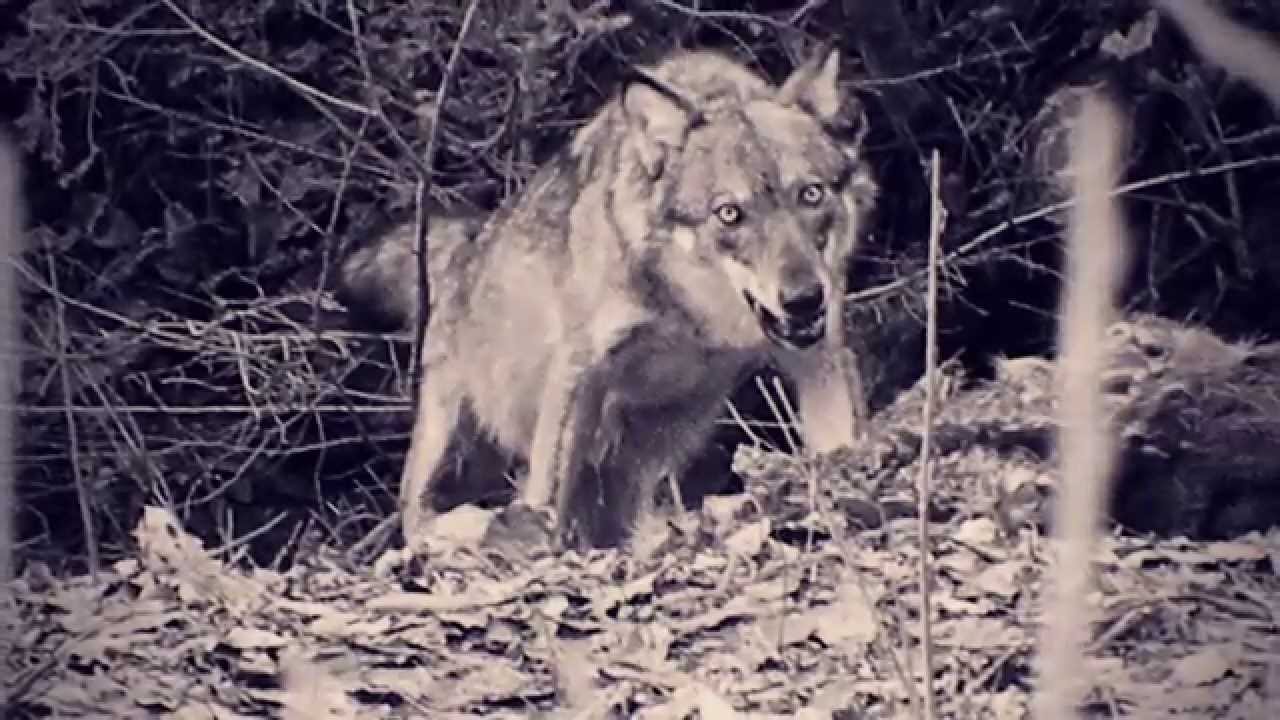 Pillole di natura: Una fame da lupi